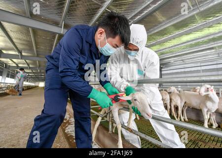 Huzhou, Chine. 21 avril 2021. Les agriculteurs élèvent des moutons avec un modèle d'élevage intelligent et moderne à Huzhou, Zhejiang, Chine, le 21 avril 2021.(photo de TPG/cnspotos) crédit: TopPhoto/Alay Live News Banque D'Images