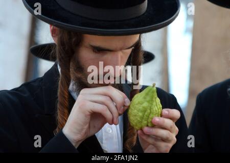 Israël, Jérusalem, Me'a she'arim, juif orthodoxe examinant l'Etrog pour vérifier sa qualité. Des nombreux symboles associés à Sukkot le plus important Banque D'Images