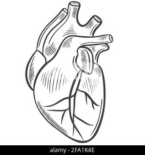 Cœur humain, esquisse à main levée. Vecteur.principal organe humain. Dessin médical. Illustration de Vecteur