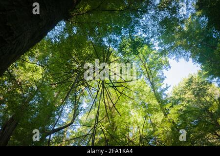 Les ombres des troncs d'arbre contrastent avec le feuillage vert lime de Des ombres luxuriantes de la forêt indigène de Nouvelle-Zélande de troncs d'arbres contrastant avec rétroéclairage lime gr Banque D'Images