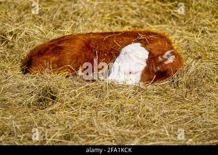 Nouveau-né de la race de vache Chandler Herefords, dormant sous le sut de printemps au champ. Une petite vache dormant sur du foin Banque D'Images