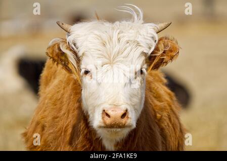 Jeune Chandler Herefords vache Portrait. Vache peinte marron et blanche. Jolie vache orange à tête blanche Banque D'Images