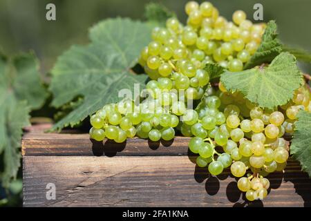 Les grappes de raisins jaunes et verts sur table en bois dans vignoble Banque D'Images