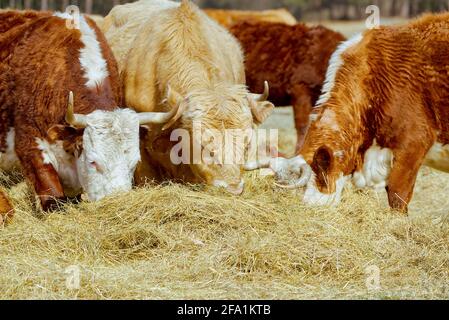 Charolais et Chandler Herefords manger de la vache à l'automne. Vache peinte marron et blanche. Jolie vache orange à tête blanche Banque D'Images