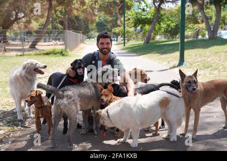 Marcheur de chiens marchant un paquet de chiens dans le parc Banque D'Images