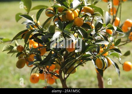 Jeune calamondin Citrus avec fruits Banque D'Images