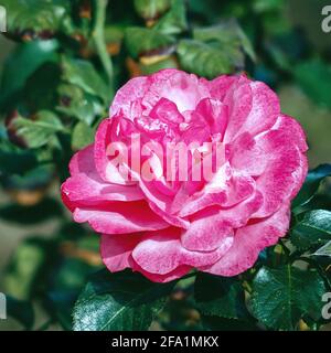 Boutons roses rouges fleuris sur une brousse Banque D'Images