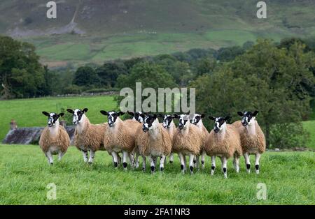 Agneaux de mule gimmer du nord de l'Angleterre prêts à la vente, Cumbria, Royaume-Uni. Banque D'Images