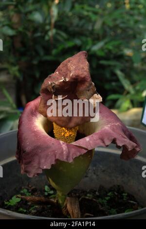 Amorphophallus phaeniifolius d'origine Java Centrale se bloquant au jardin botanique de Bogor, à Bogor, Java Ouest, Indonésie. Banque D'Images