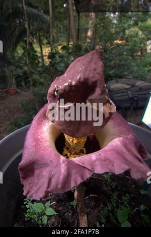 Amorphophallus phaeniifolius d'origine Java Centrale se bloquant au jardin botanique de Bogor, à Bogor, Java Ouest, Indonésie. Banque D'Images