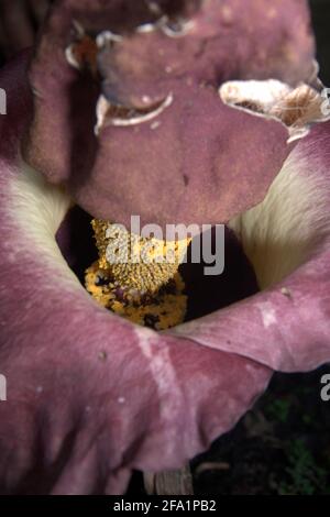 Amorphophallus phaeniifolius d'origine Java Centrale se bloquant au jardin botanique de Bogor, à Bogor, Java Ouest, Indonésie. Banque D'Images