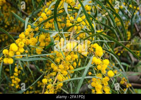 Fleurs jaunes d'un saligna en acacia, communément connues sous différents noms, y compris cocoojong, arroge dorée, arroge orange, larde à feuilles bleues, Weste Banque D'Images