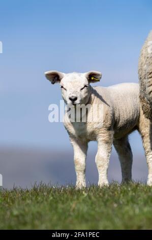 Le jeune Texel s'agneaux sur l'herbe dans les Yorkshire Dales près de Hawes, dans le North Yorkshire, au Royaume-Uni. Banque D'Images