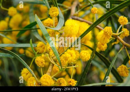 Fleurs jaunes d'un saligna en acacia, communément connues sous différents noms, y compris cocoojong, arroge dorée, arroge orange, larde à feuilles bleues, Weste Banque D'Images