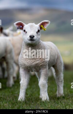 Le jeune Texel s'agneaux sur l'herbe dans les Yorkshire Dales près de Hawes, dans le North Yorkshire, au Royaume-Uni. Banque D'Images