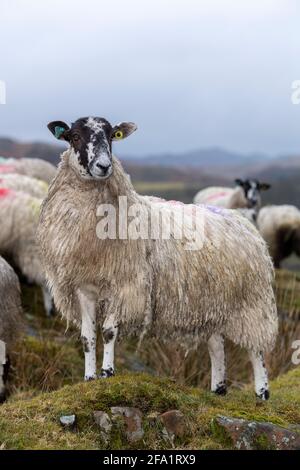 Moulets avant l'agneaux sur le bord du English Lake District, Cumbria, Royaume-Uni. Banque D'Images