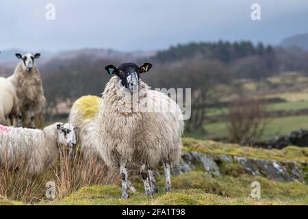 Moulets avant l'agneaux sur le bord du English Lake District, Cumbria, Royaume-Uni. Banque D'Images