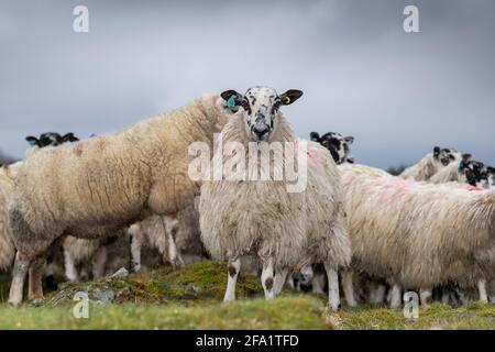 Moulets avant l'agneaux sur le bord du English Lake District, Cumbria, Royaume-Uni. Banque D'Images