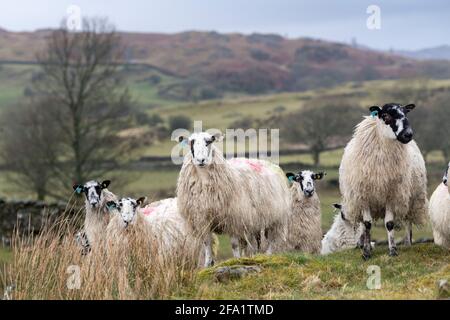 Moulets avant l'agneaux sur le bord du English Lake District, Cumbria, Royaume-Uni. Banque D'Images