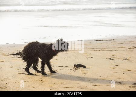 Un chien se secoue au sec après une baignade dans le mer Banque D'Images
