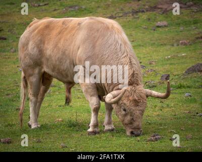 Taureau espagnol doré de cinq ans broutant dans un pré. Banque D'Images