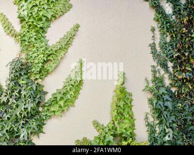 Le mur blanc avec l'arrière-groupe Ivy for nature. Lumière naturelle le matin. Banque D'Images