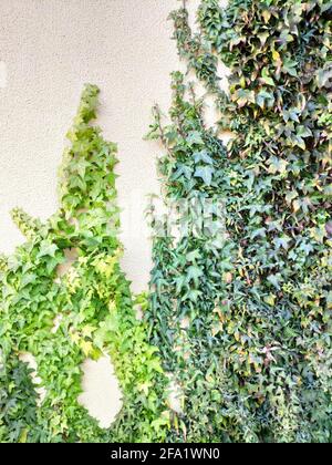Le mur blanc avec l'arrière-groupe Ivy for nature. Lumière naturelle le matin. Banque D'Images