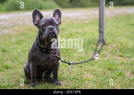 Petit chien de taureau français mignon gris avec laisse de chien sur un pré. Photo pour les amoureux des animaux, les amoureux des chiens ou les arrière-plans. Banque D'Images