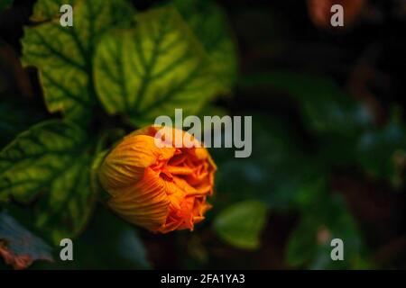 Gros plan d'une fleur d'hibiscus orange Banque D'Images