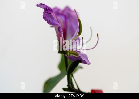 Orchid tree blossom (Bauhinia variegata). Banque D'Images