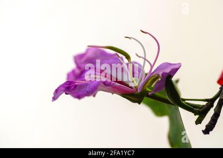 Orchid tree blossom (Bauhinia variegata). Banque D'Images