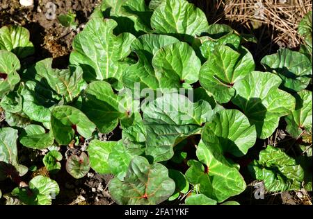 Rhubarb plante sur un jardin. Autriche, Europe Banque D'Images