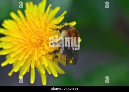 Vue rapprochée de Common Carder Bee (Bombus Pascuorum) Pollinisation d'une fleur de pissenlits Banque D'Images