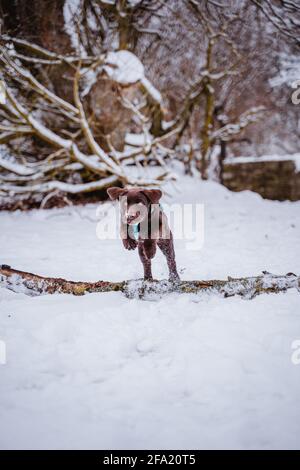 Mignon maladroit chiot du labrador joue dans la neige, s'amuser, renifler dans la forêt et les feuilles et courir en Allemagne. Le pelage est brun. Banque D'Images