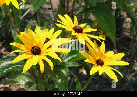 Fleur d'échinacée jaune sur fond vert, gros plan. Fleur de conée orange vif dans la prairie. Banque D'Images