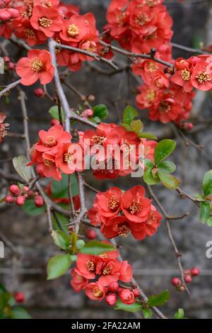 Fleurs rouges de Chaenomeles x superba Knap Hill Scarlet Japonais Fleurs de coing Banque D'Images