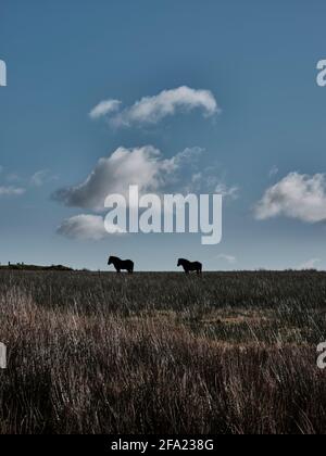 Des poneys d'Exmoor paître sur le landes contre un ciel nuageux rétroéclairé, Exmoor, Somerset, Royaume-Uni Banque D'Images