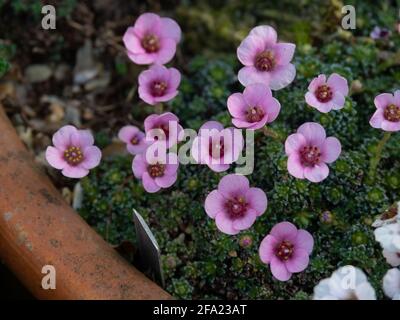 Une plante de la kabschia saxifrage Cranbourne croissant dans un terre cuite et montrant les fleurs rose pâle Banque D'Images