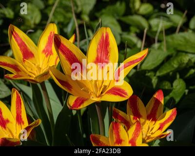 Un petit groupe de fleurs rouges rayées jaunes de Tulipe drapeau espagnol Banque D'Images