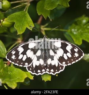 Blanc marbré (Melanargia galathea), femelle assise sur une feuille, vue d'en haut, Autriche Banque D'Images