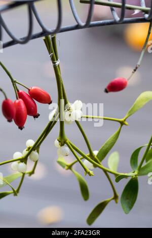 Mistletoe (album de Viscum, album de Viscum), petit bouquet de GUI, décoration sur une couronne de Noël , Allemagne Banque D'Images