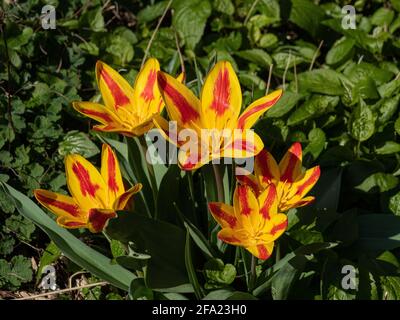 Un petit groupe de fleurs rouges rayées jaunes de Tulipe drapeau espagnol Banque D'Images