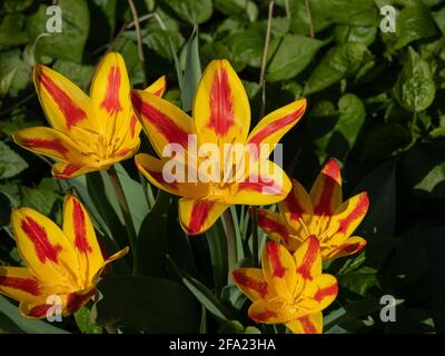 Un petit groupe de fleurs rouges rayées jaunes de Tulipe drapeau espagnol Banque D'Images