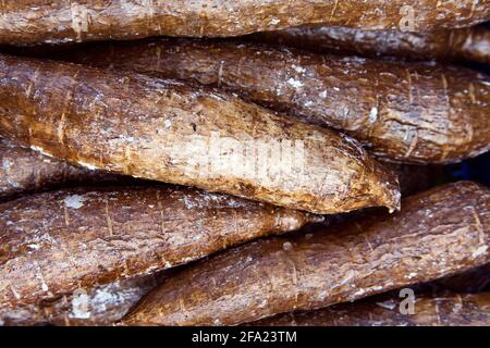 Manioc, manioc, Tapioc, tapioca (Manihot esculenta), manioc (kasave), tubercules Banque D'Images
