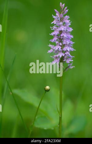 orchid tacheté de heath (Dactylorhiza maculata s.l.), inflorescence, Allemagne, Bavière, Murnauer Moos Banque D'Images