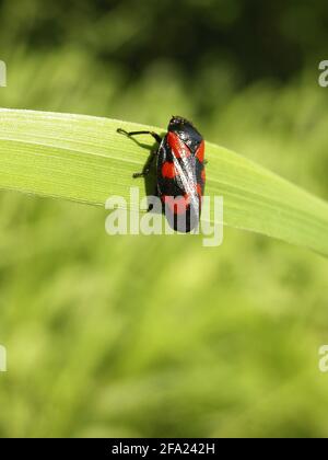 Le Froghopper rouge et noir (Cercovis vulnerata, Cercovis sanguinea), se trouve sur une feuille, en Autriche Banque D'Images