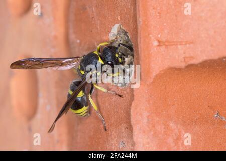 Guêpe potier (ancien stracerus nigricornis), tube de ponte femelle de phoques avec argile, Allemagne Banque D'Images