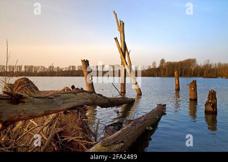 Plaine inondable de bois mort, réserve naturelle de Bislicher Insel, Allemagne, Rhénanie-du-Nord-Westphalie, Xanten Banque D'Images