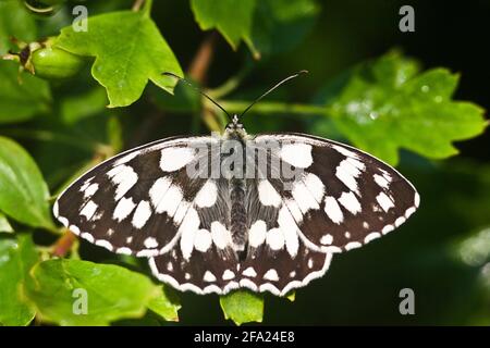 Blanc marbré (Melanargia galathea), femelle assise sur une feuille, vue d'en haut, Autriche Banque D'Images