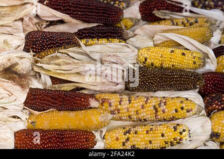 Maïs indien, maïs (Zea mays), épis de maïs différents Banque D'Images